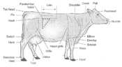 beef-breeding-body-parts