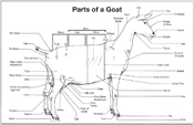 goat-breeding-and-dairy-body-parts