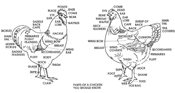 poultry-body-parts
