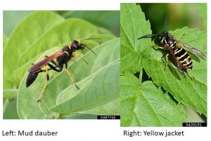 Meet the Asian mud dauber, Colorado's newest non-native hunter wasp now  eating spiders in your garden