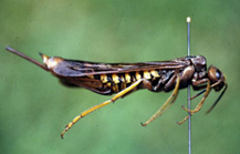pigeion tremex horntail yellow and black insect
