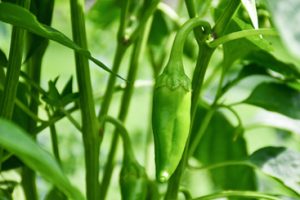 green chili plant