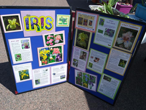 display board with pictures of various varieties of iris flowers