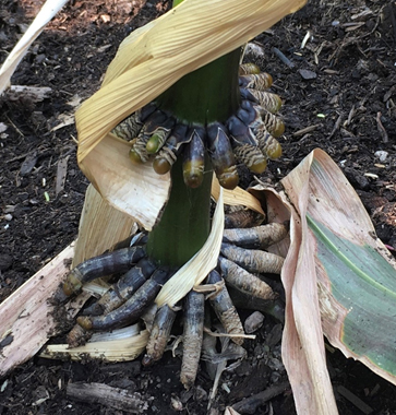 brace roots on corn