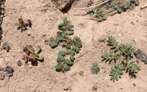 one photo with purslane plant and spurge weed