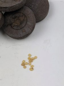 small seeds next to brown seed pellet pack