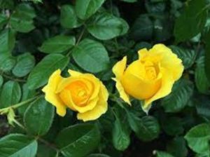 two yellow roses in front of green leaves