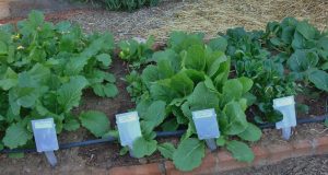 unharvested heads of lettuce in a raised garden bed