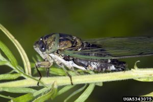 black and green cicada with translucent wings on a green stem