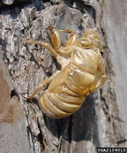 light beige cicada shell on tree bark