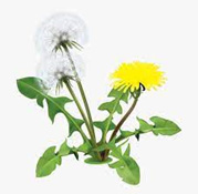 Dandelion with yellow flower green stems cotton ball