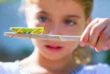 girl looking at green grasshopper on brown twig