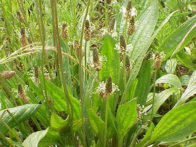 Introduction to Top 20 Garden “Weeds” – Pueblo County Extension