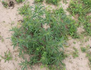kochina tumbleweed