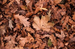 dry red maples leaves on the ground