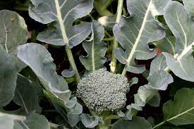 broccoli flower with green leaves
