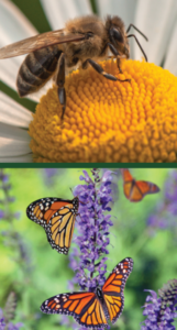 bee on yellow flower, monarch butterfly on purple flower