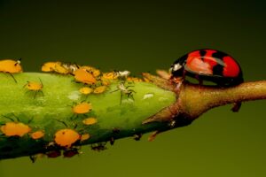 yellow aphids and red and black lady bug on green stem