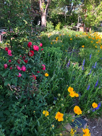 purple orange and red flowers