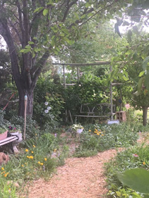 a gravel walking path into a small garden with a wooden bench and yellow flowers