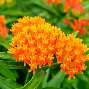 Butterfly milkweed -- orange starburst flowers on green stems