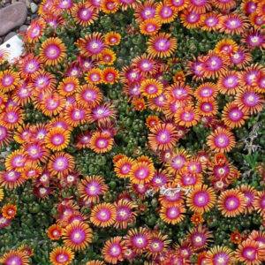 Ice plant -- orange leaves with pink center