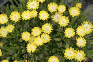 ice plant -- yellow leaves with white center