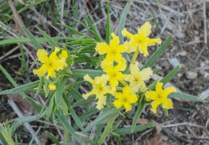 fringed puccoon -- yellow bell shaped flower with green leaves