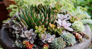 succulent plants hens and chicks -- small starburst type succulents that are green, red, or pink