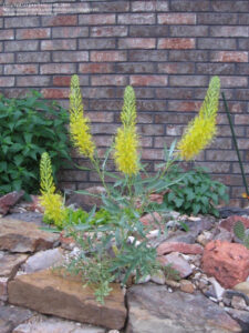 prince's plume -- yellow feathery flower with green leaves