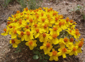 prairie zinnia -- yellow 5-leafed flower with orange in the middle