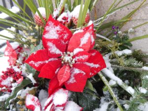 red poinsettia covered in snow