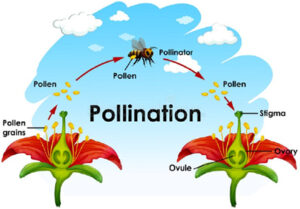 polination cycle drawing with bees flying between two red hibiscus flowers