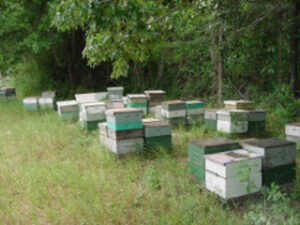 approximately two dozen bee hives in a field of grass by green trees