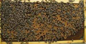 inside of a beehive with hundreds of bees within the cells depositing pollen