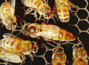 close-up of 5 honeybees in their honey comb cell