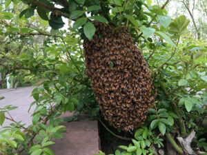 colony of bees on the side of a tree in a park