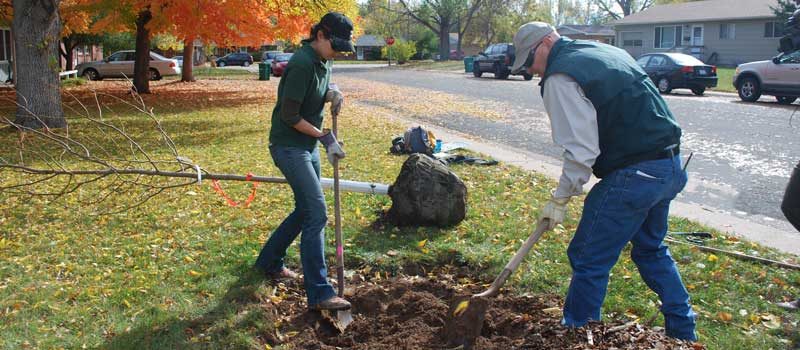 man and woman in blue jeans each wit a shovel digging a large hole in the lawn with a small rooted tree laying on the ground