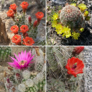 four photos of flowering cactus in a square. upper left red blooms, upper right yellow blooms, lower left purple blooms, lower right red blooms