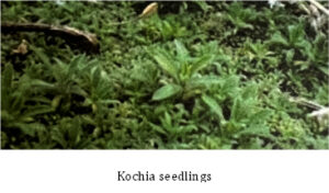 kochia weed