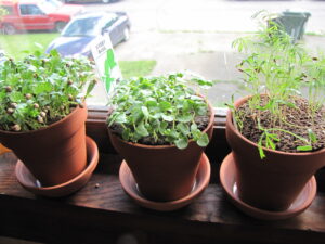 three herbs in clay pots in a window