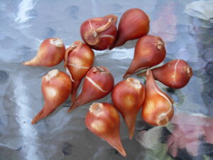 11 tulip bulbs on a class table. brewbooks on flickr