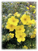 Perennials: Foundational Plants For The Garden – Pueblo County Extension