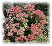 Autumn Joy sedum red, pink-ish flowers