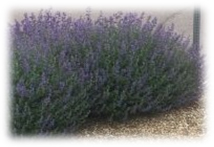 catmint shrub, purple flowers green leaves