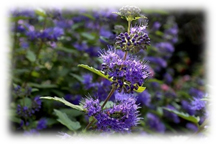 Blue mist spirea or bluebeard - purple spikey flowers