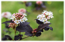 Common Ninebark - white petlas with a small red blooms with dark brownish red leaves