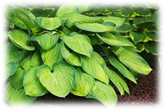 hosta - broad green leaves in the shape of a heart