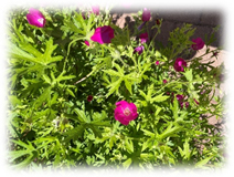 Poppy Mallow, Winecups - small redish purple flowers 