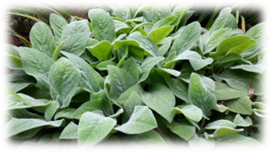 Lamb’s ear - green soft fuzzy leaves